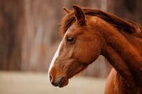 馬房の掃除中に発見した「珍しすぎるもの」が話題に　「貴重です！感動」「じっくり見たのは初めて」