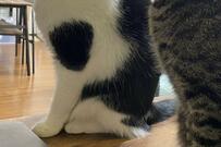 猫に「はい、チーズ」と言ったら…　まさかの展開に笑ってしまう「ナイス」