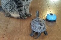 【おやつが消え】取り逃したおやつを「必死に探す猫と心配する亀」のコンビに思わず笑ってしまう