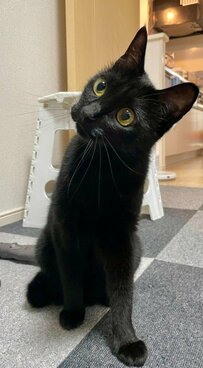「同一猫物です」お行儀の良い黒猫が豹変！激しいギャップに笑ってしまう