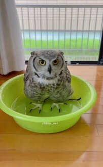 【お風呂大好きなフクロウ】お出かけ前のお風呂シーンにほっこり