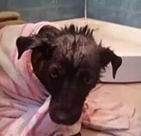 「愛を知らない犬でした」道端に取り残されていた犬　「80日後に新しい家族」のもとへ迎えられ反響