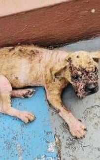 【保護犬】皮膚病に侵されて衰弱した子犬→本当の家族と出会い「愛を注がれる姿」に反響