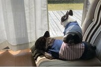 玄関で「待て」する2匹の犬　次の瞬間…撮影された奇跡の1枚に「なんやこの可愛い生き物」