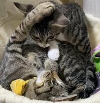 くつろぎタイムを満喫中、後輩に攻撃された猫…優しすぎる展開がほほえましいと話題