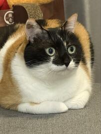 爪は切らせない！爪切りを拒否してお手手ないないの猫ちゃんの行動が可愛すぎる！