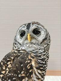 【愛らしいフクロウ】表情豊かでドキッとする投稿やキュンとする投稿に心を奪われる！