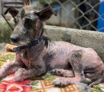 重度の疥癬で全身の毛をほとんど失った犬を保護 懸命な治療と献身的な世話により驚くべき回復を遂げる