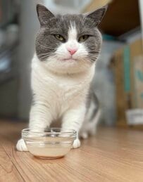 複雑な面持ちをしている猫　かわいい理由に反響