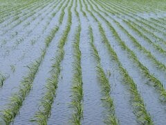 兵庫県豊岡市の田んぼで絶滅危惧種の群れに遭遇　地元民も注目する珍しい光景に「これはすごい」「人間に見えた」