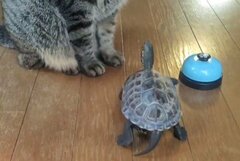 【おやつが消え】取り逃したおやつを「必死に探す猫と心配する亀」のコンビに思わず笑ってしまう