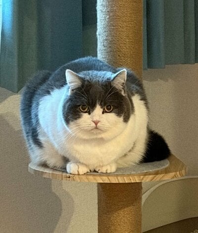 飼い主さんいわく「ごつ盛り」なぶりもっちちゃん