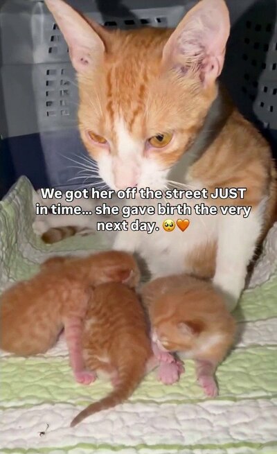 生まれたばかりの子猫たちと寄り添う母猫