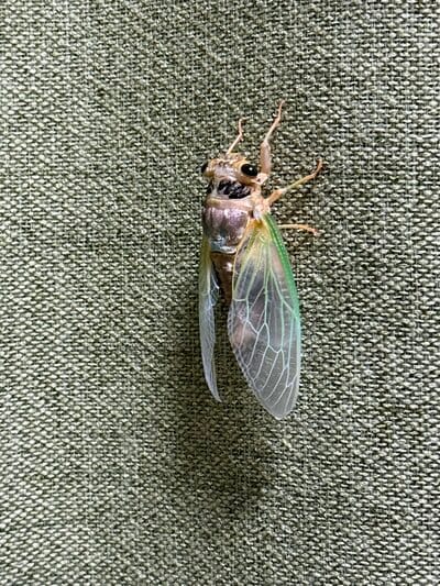 「めっちゃいい感じ」に羽化したセミ