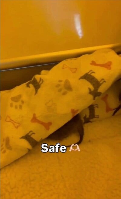 毛布に包まれ、保護されたばかりの子猫