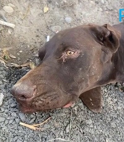 頭部に大けがを負い、骨と皮の状態で見つかったバグラット