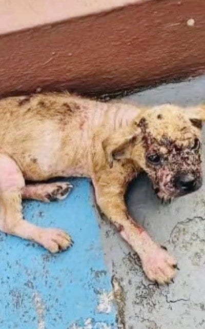 【保護犬】皮膚病に侵されて衰弱した子犬→本当の家族と出会い「愛を注がれる姿」に反響
