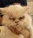 200匹以上の猫が暮らす家から衰弱した猫を救出 検査で複数の感染症が判明し、懸命な治療が続けられる