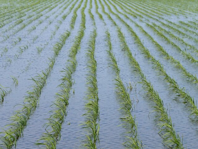兵庫県豊岡市の田んぼで絶滅危惧種の群れに遭遇　地元民も注目する珍しい光景に「これはすごい」「人間に見えた」
