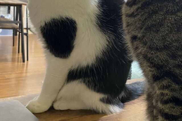 猫に「はい、チーズ」と言ったら…　まさかの展開に笑ってしまう「ナイス」