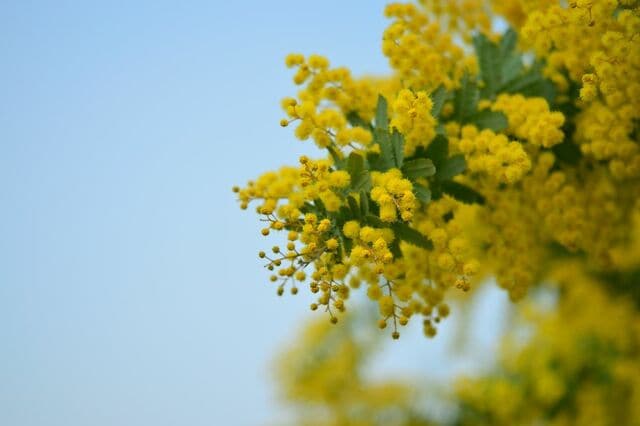 【憧れのミモザ栽培】狭い庭やベランダOK！鉢植えで楽しむ《小さめミモザ》5選＆育て方のコツ