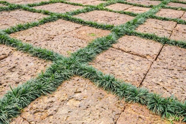 【隙間に植える常緑グランドカバー】狭い場所の雑草対策に《植えっぱなしOK＆管理が簡単な》多年草4選