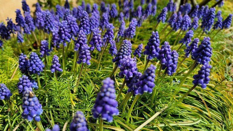 植えっぱなし&ほぼほったらかしOK!可憐なブルーの花が可愛い〈ムスカリ〉今が植えどきです。初心者にもおすすめの春花壇の名脇役!