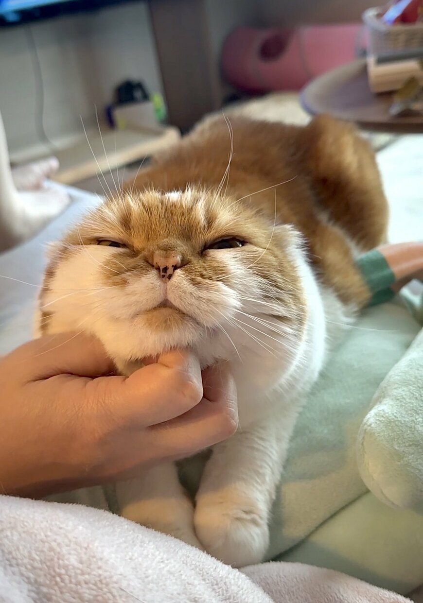 出所：@himaritomugi