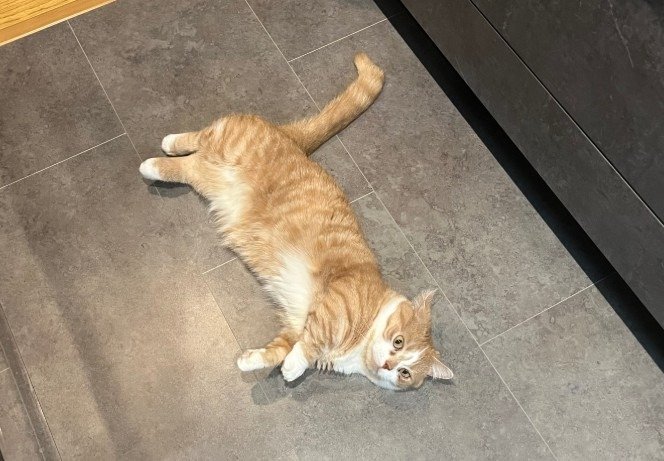 出所：@kotaro_0315