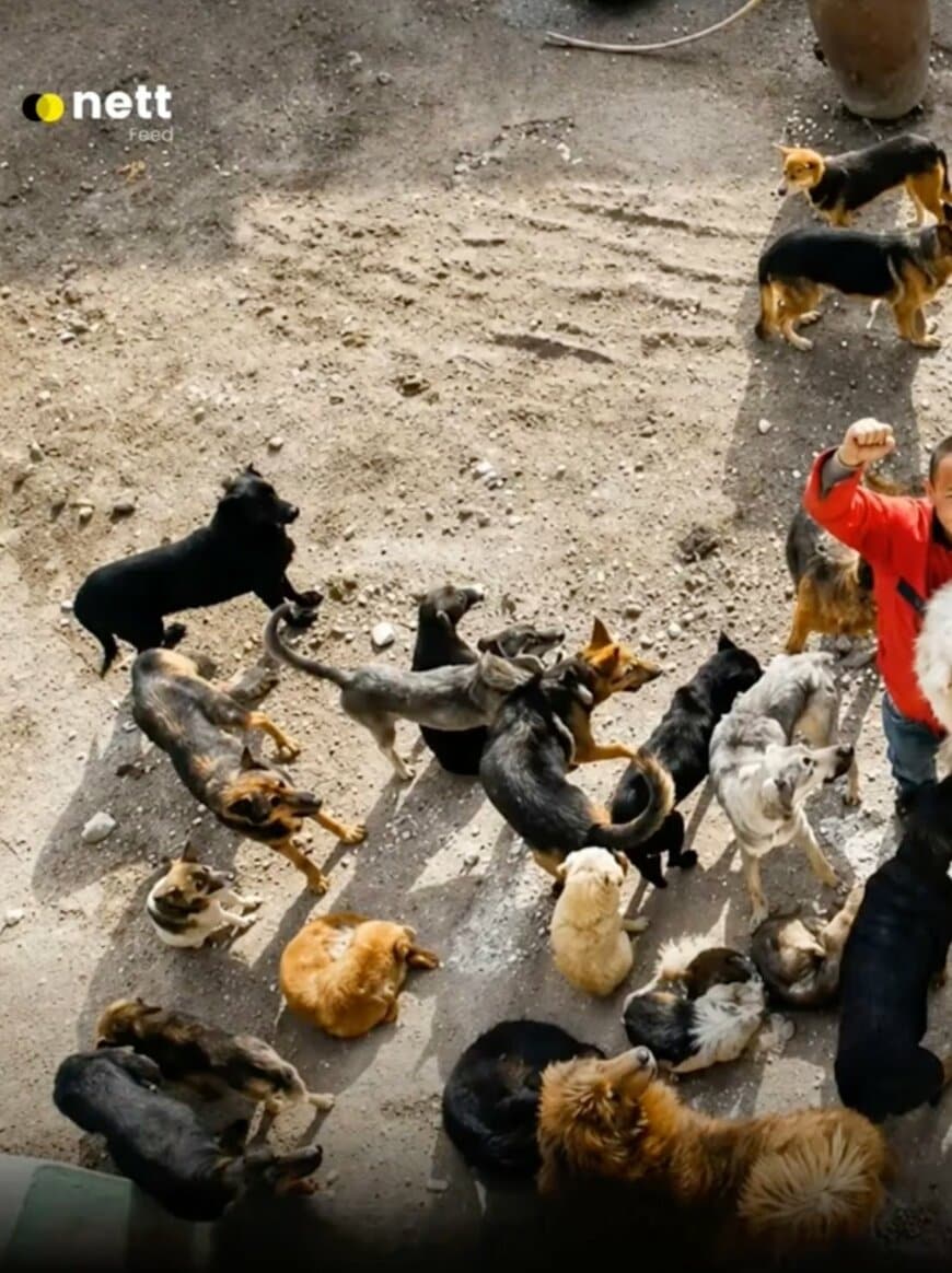 取引現場から2000匹の犬を救出！全財産を投じて命を救った男性の決断と支援の輪に反響