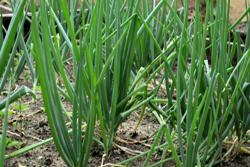 NANCY AYUMI KUNIHIRO/shutterstock.com