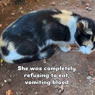 「車に轢かれた猫」血を吐きエサも食べられない状態…1か月ほど継続的な治療を行い元気を取り戻してきた姿に涙