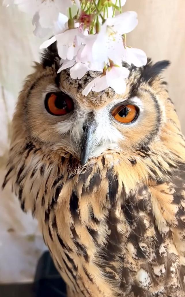 出所:@ba_chantolatte