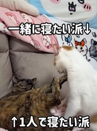 「喧嘩するほど仲が良い？！」一緒に寝たい猫ちゃんと1人で寝たい猫ちゃんの攻防にSNSユーザーが爆笑