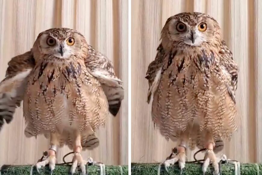 出所：@NORIKO_Rye