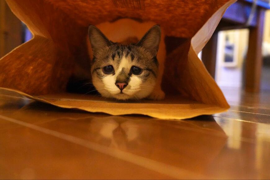 出所：@piennekomint