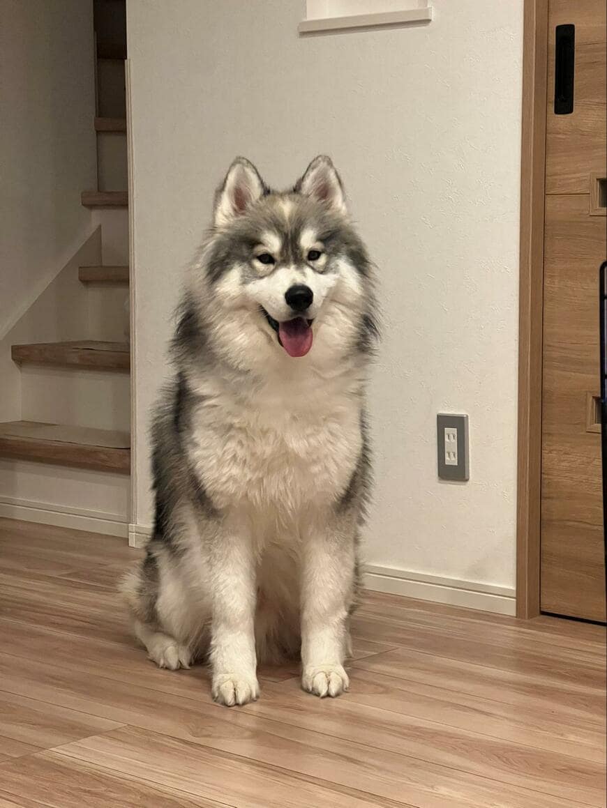 出所：@samosky_shirasu