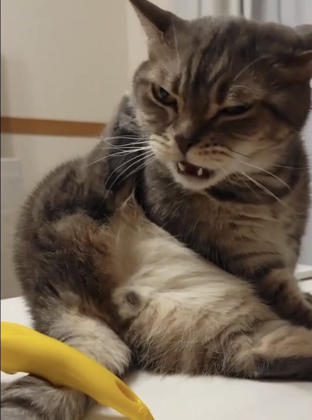 出所：@nekotansoku