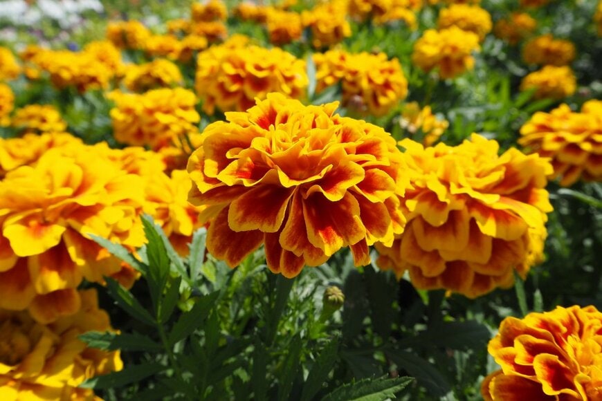 THIANTHAI/Shutterstock.com