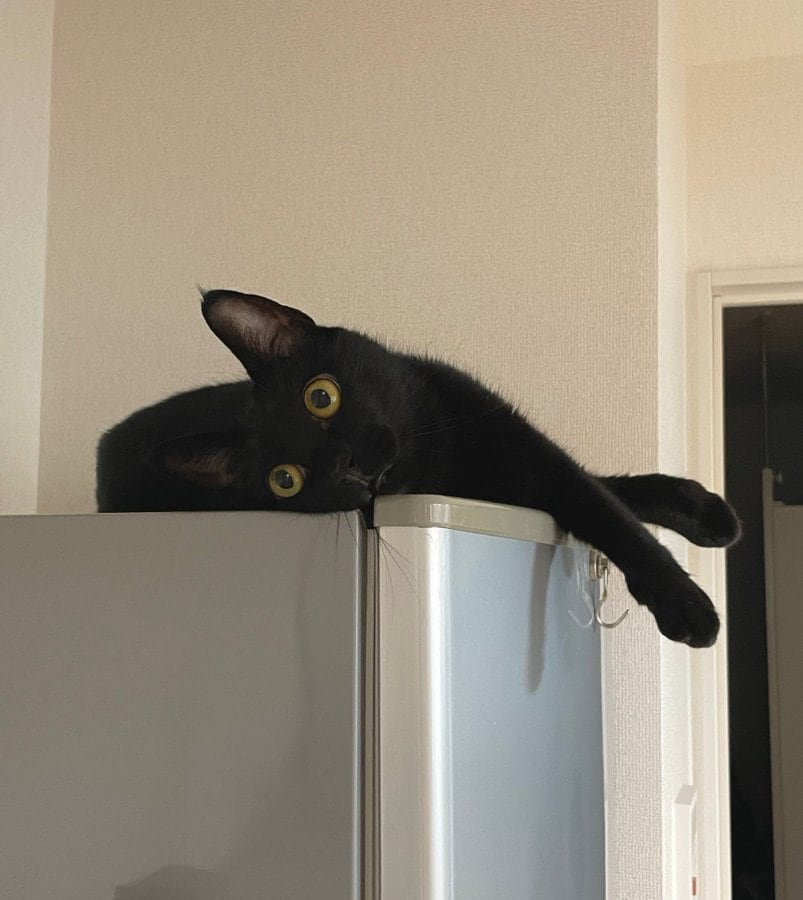 出所：＠Teagle_Noir