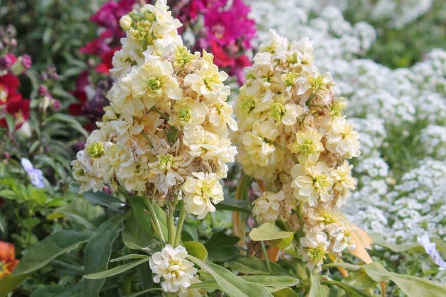 Kazakov Maksim/shutterstock.com