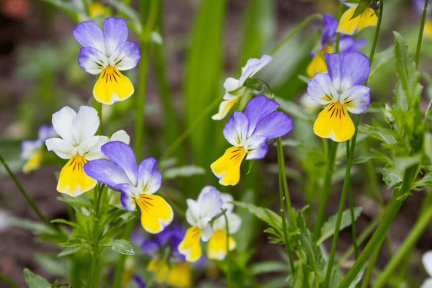 Nicolette Wollentin/istockphoto.com