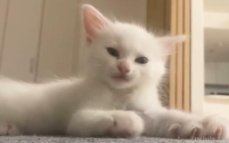 出所：@meltube_cat