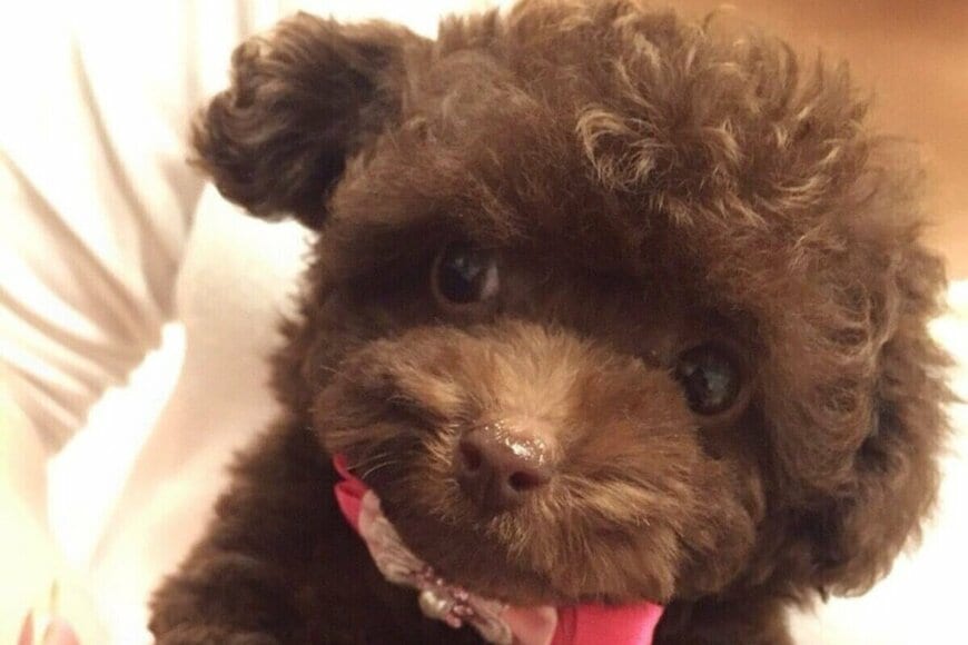 つぶらな瞳のトイプードル「0歳→10年後」　予想外の成長姿に「可愛すぎて」「貫禄大有り親方」