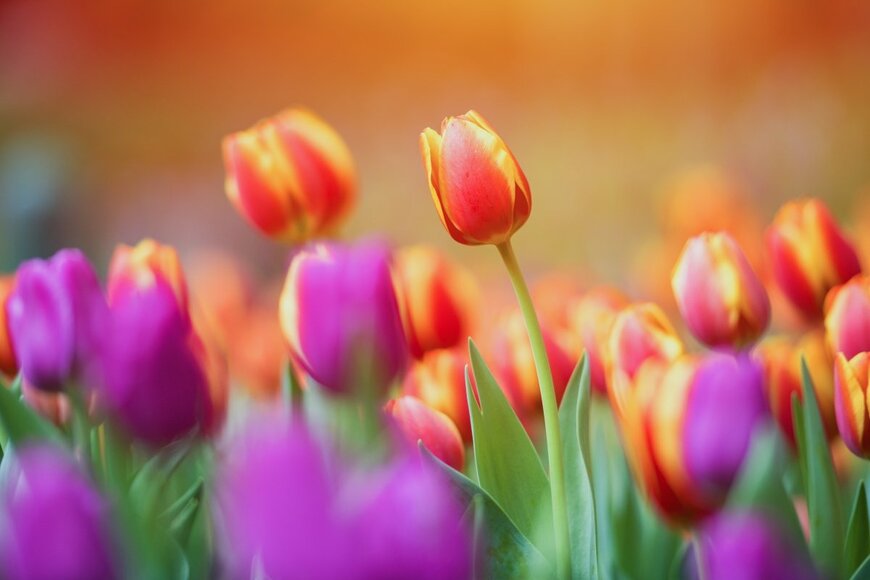 venusvi/shutterstock.com