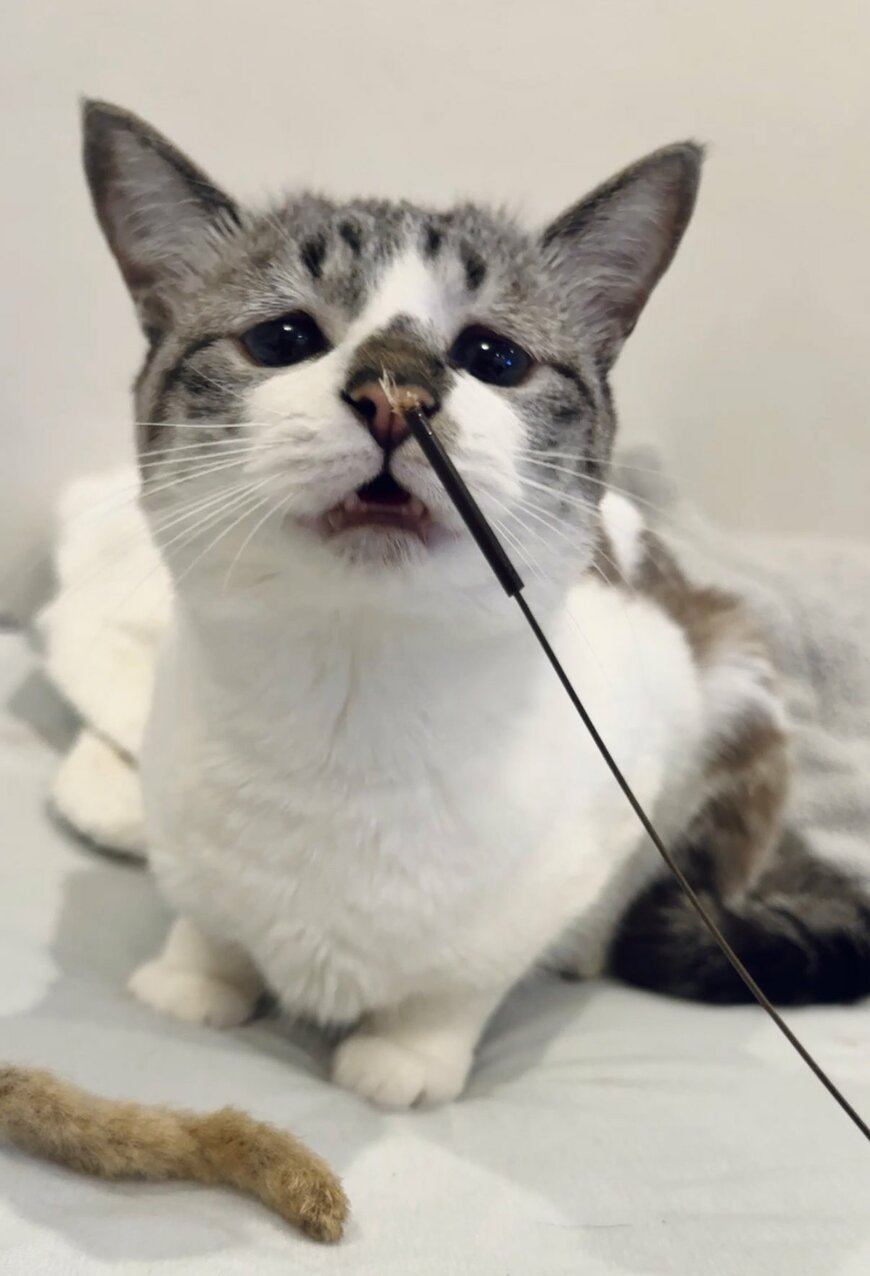 出所：@piennekomint