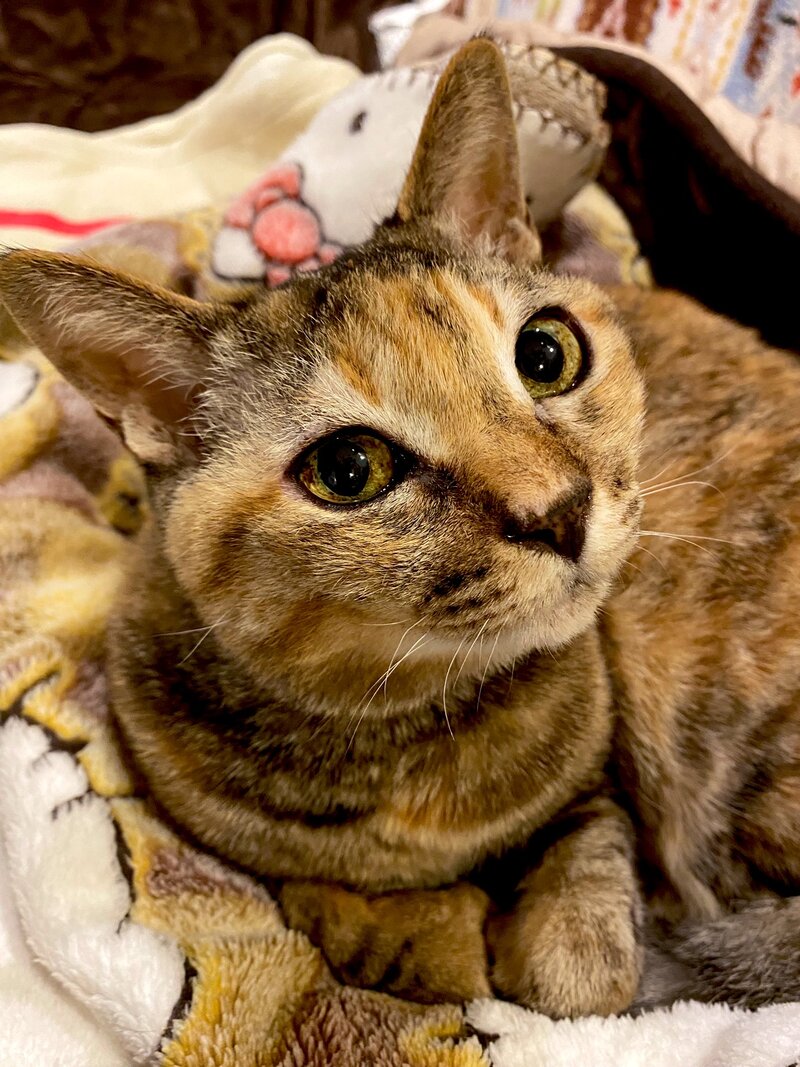 出所：@Adonis_Beginner