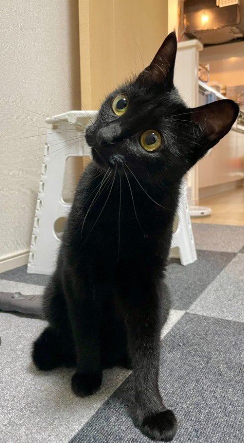 「同一猫物です」お行儀の良い黒猫が豹変！激しいギャップに笑ってしまう