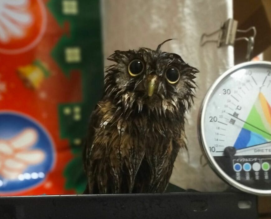 出所：@sora2020_07_05