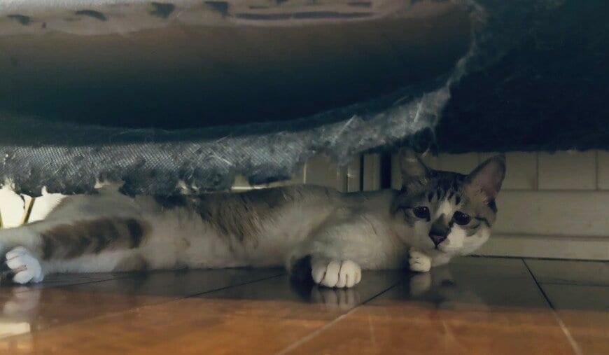 出所：@piennekomint